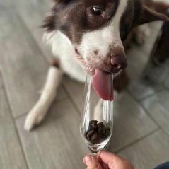 Tales&Tails – hmyz a extra zelenina