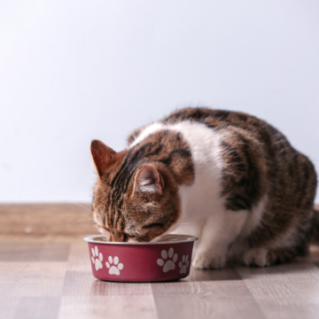 Kapsičky pro kočky - Druh masa - rybí