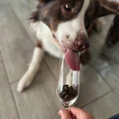 Tales&Tails – hmyz a extra zelenina